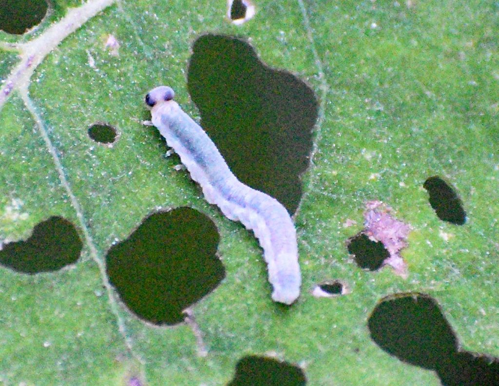 Bruco da identificare: larva di Tenthredo sp.